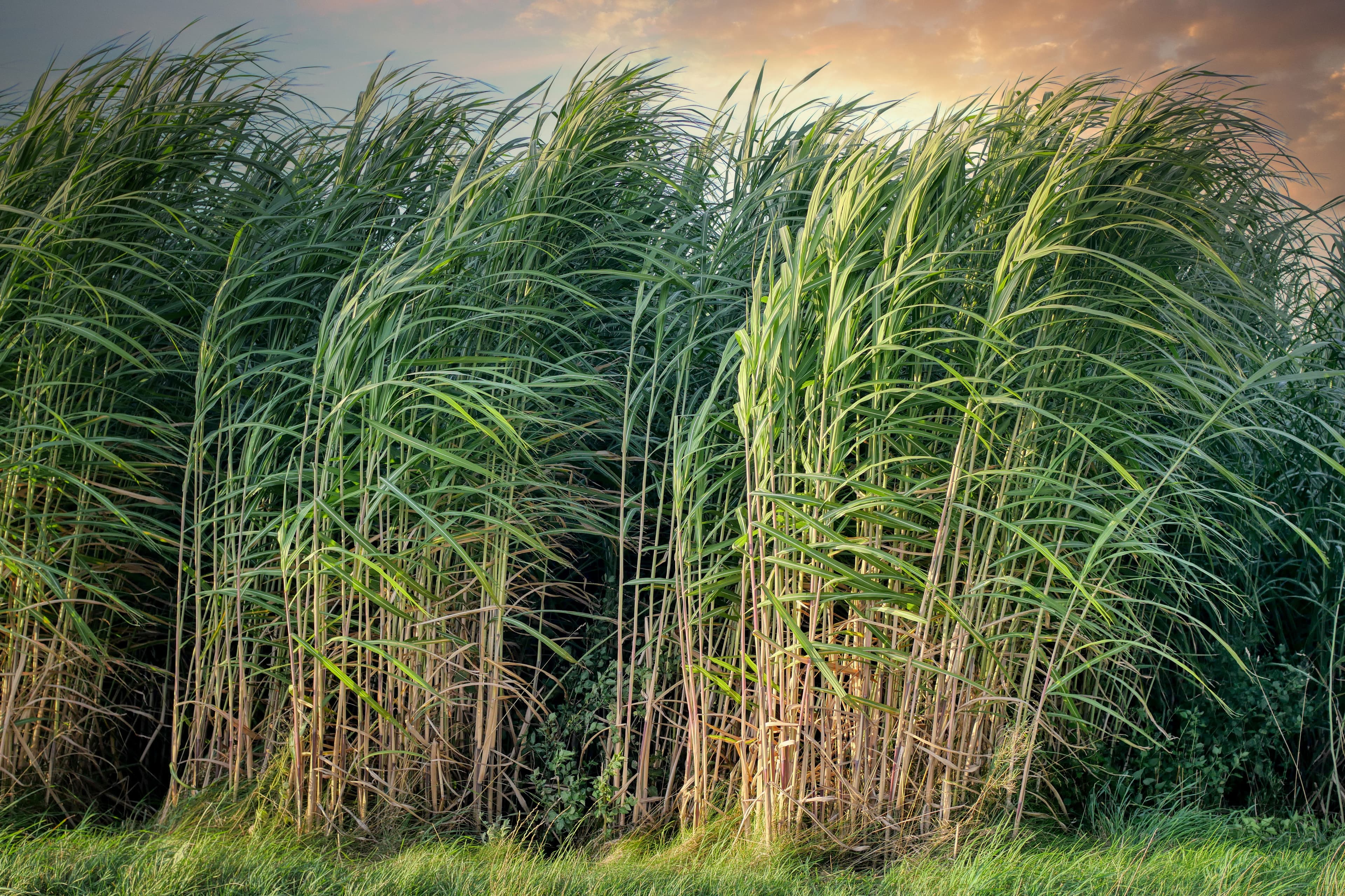 Sugar cane plantation in Brazil